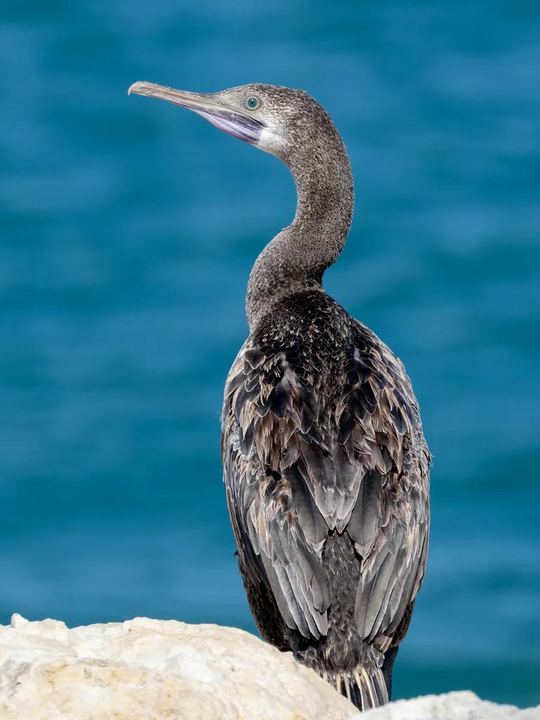 黑喉鸬鹚(Phalacrocorax nigrogularis)