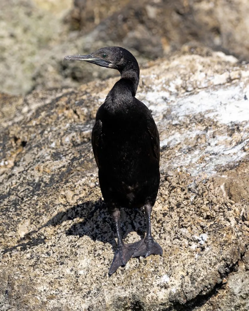 黑喉鸬鹚(Phalacrocorax nigrogularis)