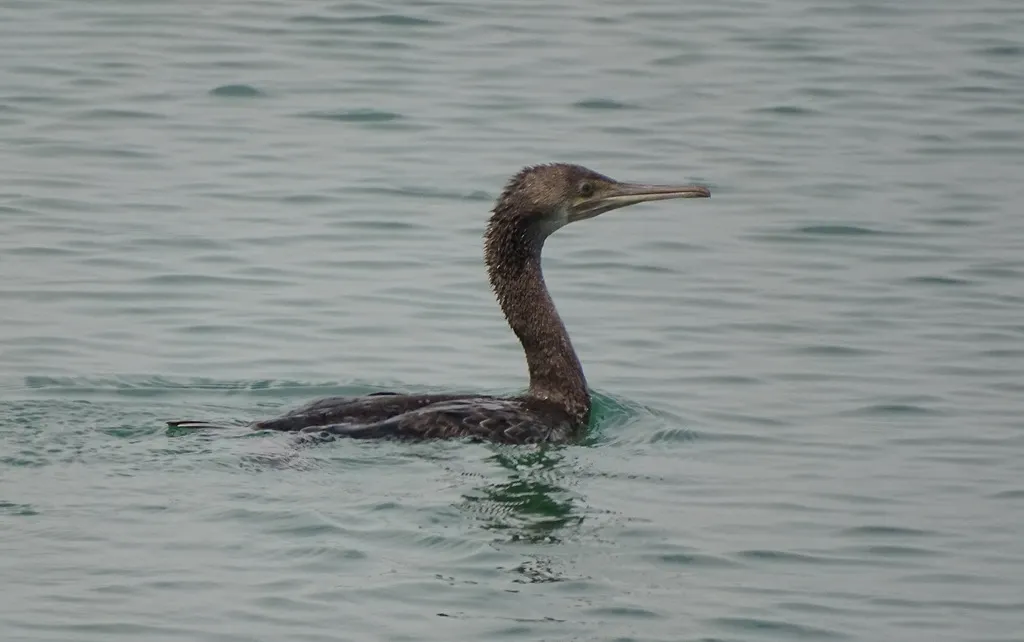 黑喉鸬鹚(Phalacrocorax nigrogularis)