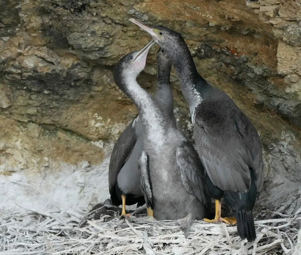 点斑鸬鹚(Phalacrocorax punctatus)