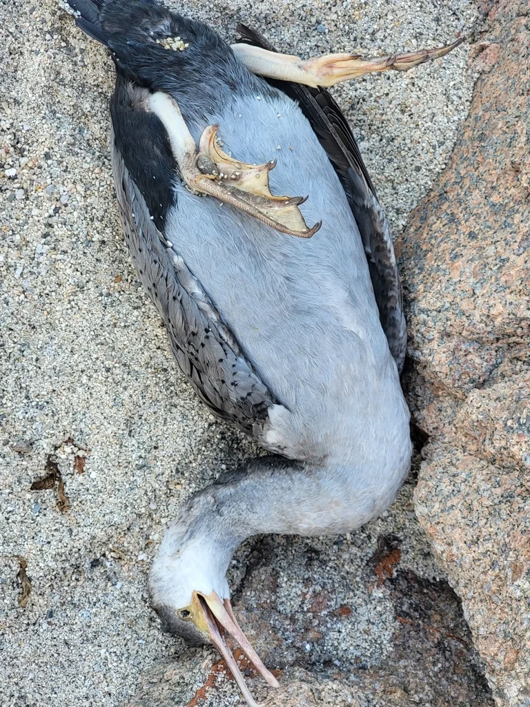 点斑鸬鹚(Phalacrocorax punctatus)