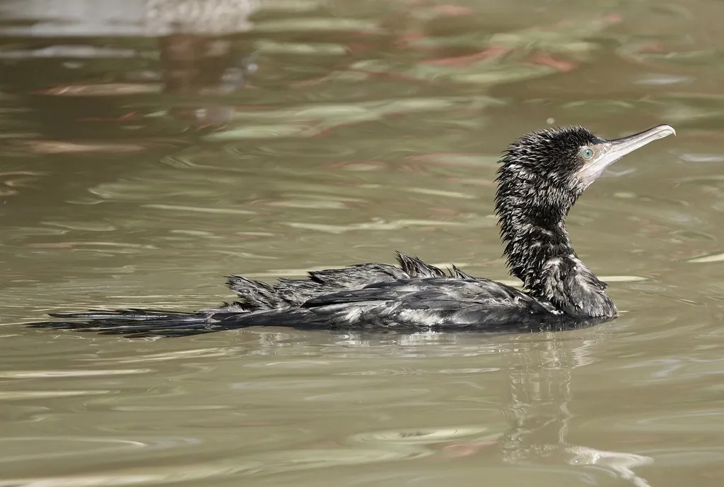 小黑鸬鹚(Phalacrocorax sulcirostris)