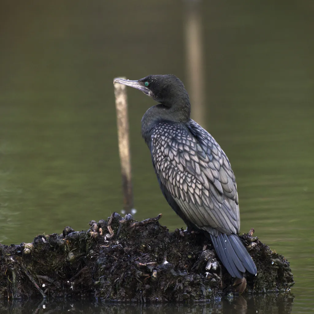 小黑鸬鹚(Phalacrocorax sulcirostris)