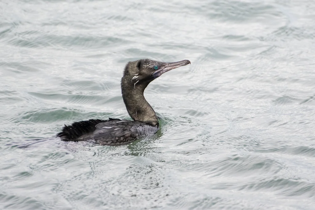 小黑鸬鹚(Phalacrocorax sulcirostris)