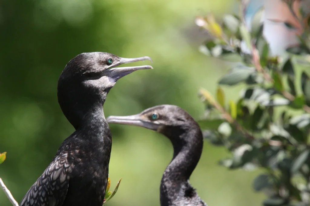 小黑鸬鹚(Phalacrocorax sulcirostris)