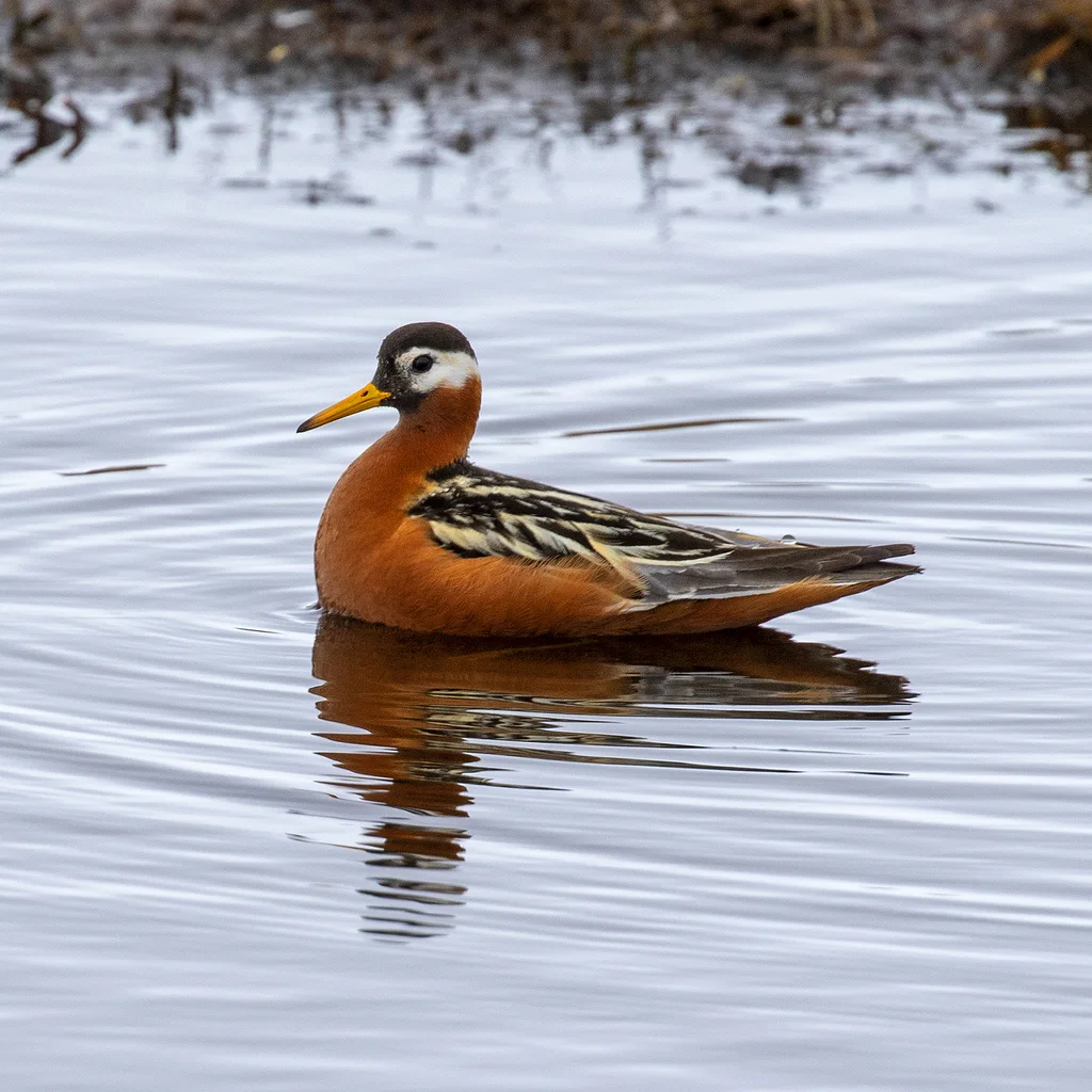 灰瓣蹼鹬(Phalaropus fulicarius)