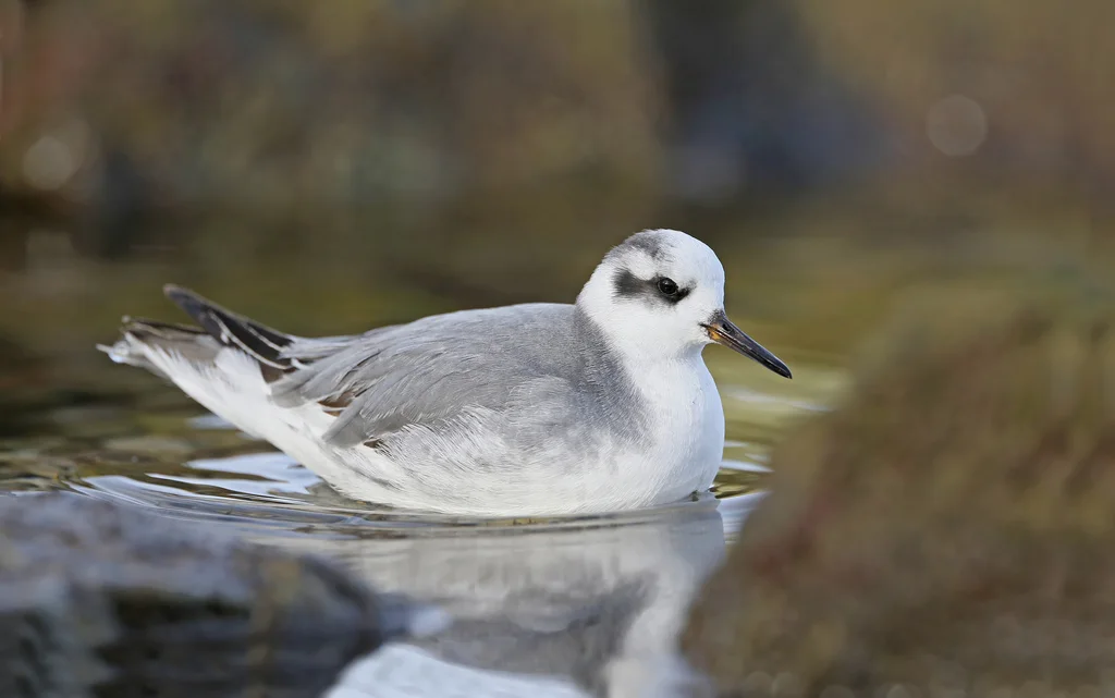 灰瓣蹼鹬(Phalaropus fulicarius)