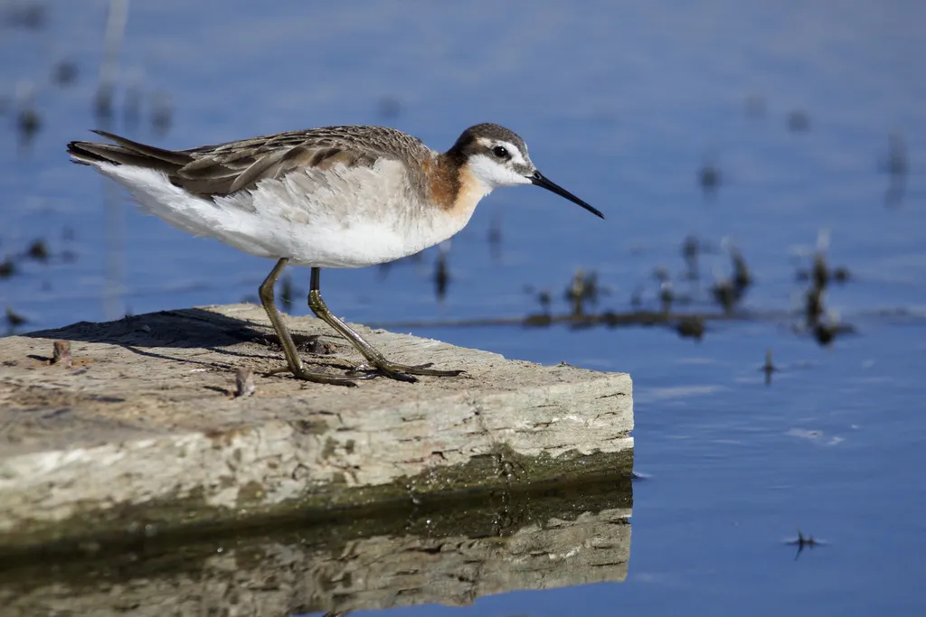 细嘴瓣蹼鹬(Phalaropus tricolor)