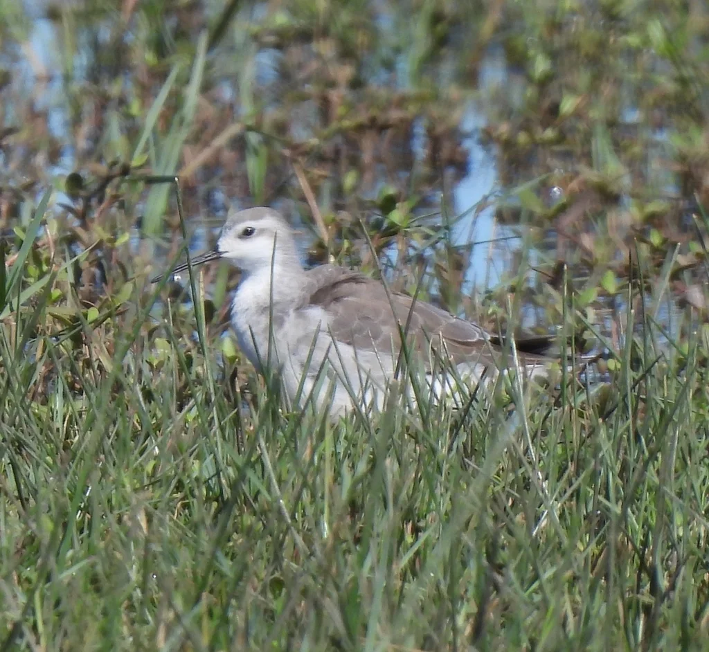 细嘴瓣蹼鹬(Phalaropus tricolor)