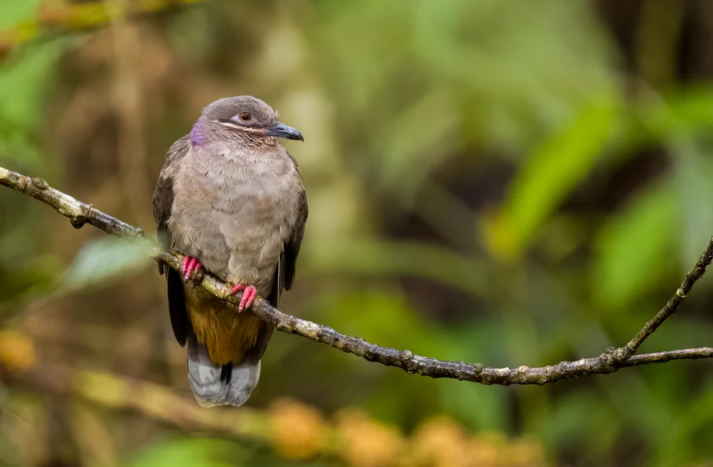 大褐果鸠(Phapitreron amethystinus)
