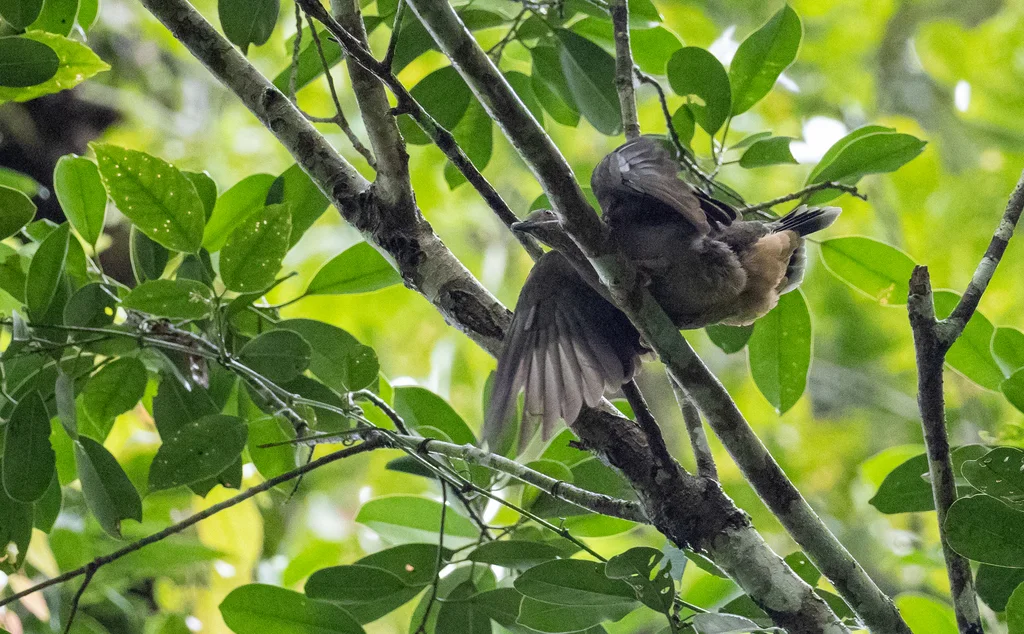 大褐果鸠(Phapitreron amethystinus)