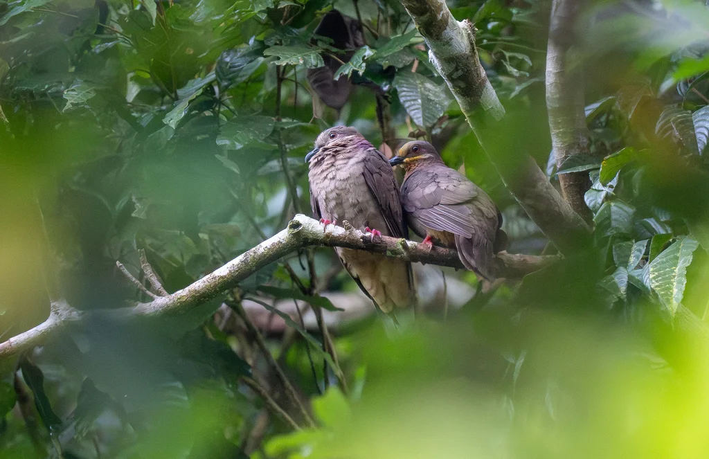 大褐果鸠(Phapitreron amethystinus)