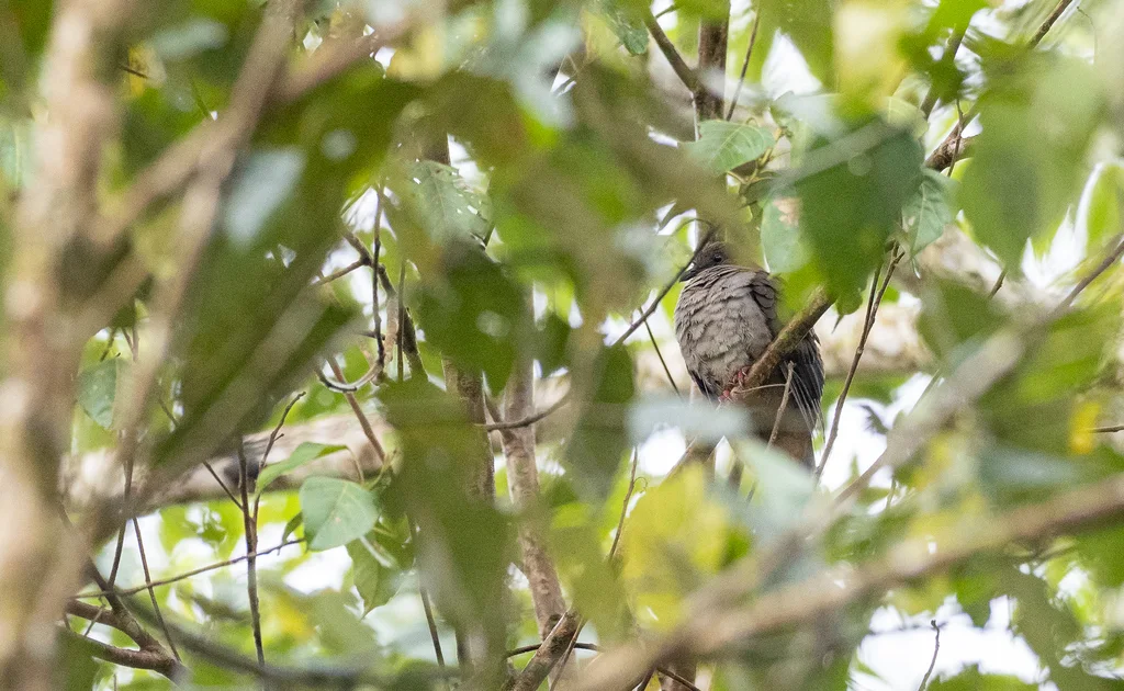 棉岛褐果鸠(Phapitreron brunneiceps)