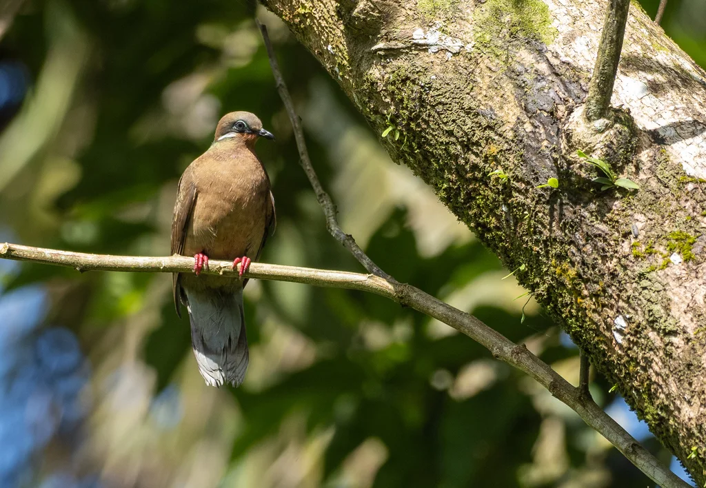 小褐果鸠(Phapitreron leucotis)