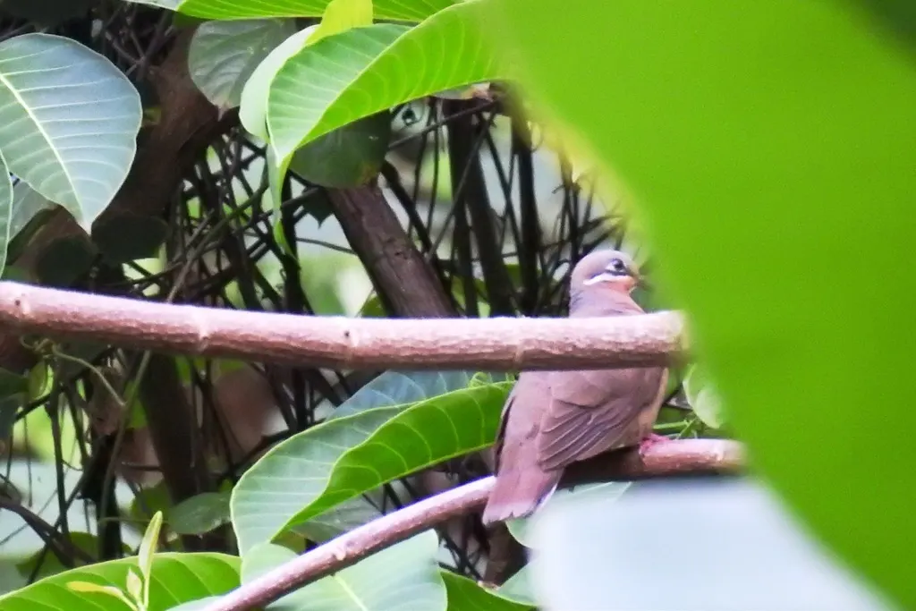 小褐果鸠(Phapitreron leucotis)