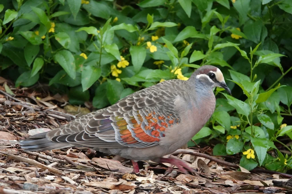铜翅鸠(Phaps chalcoptera)