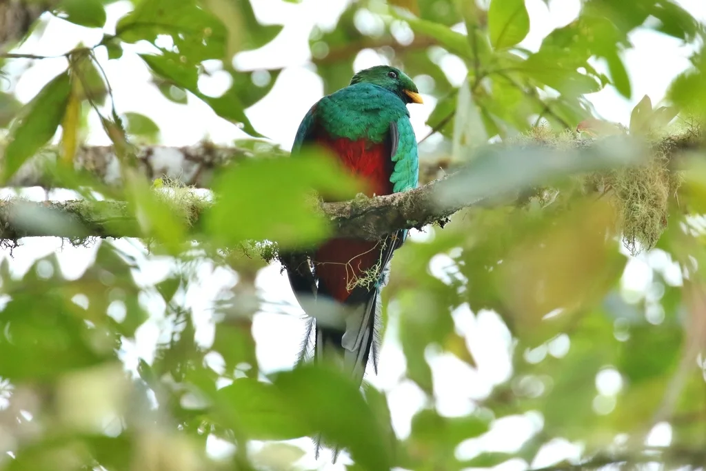 白尾梢绿咬鹃(Pharomachrus fulgidus)