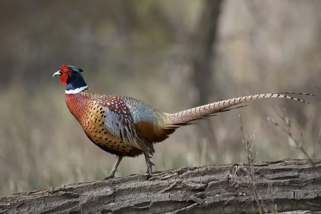 雉鸡(Phasianus colchicus)