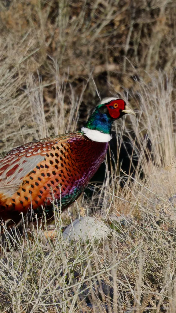雉鸡(Phasianus colchicus)