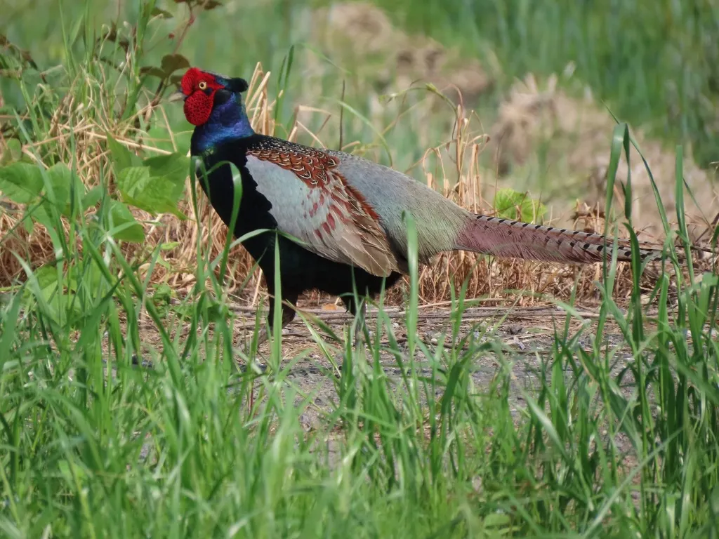 绿雉(Phasianus versicolor)