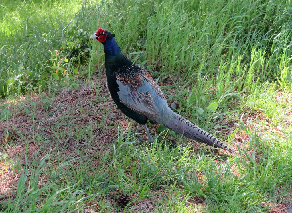 绿雉(Phasianus versicolor)