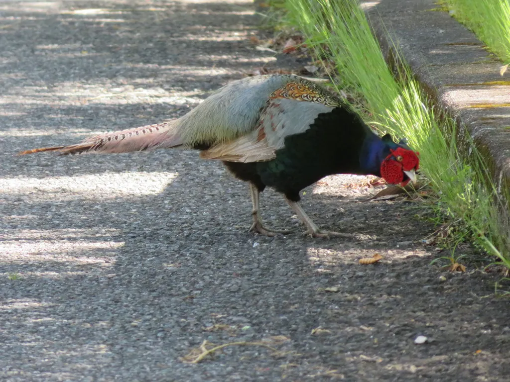 绿雉(Phasianus versicolor)
