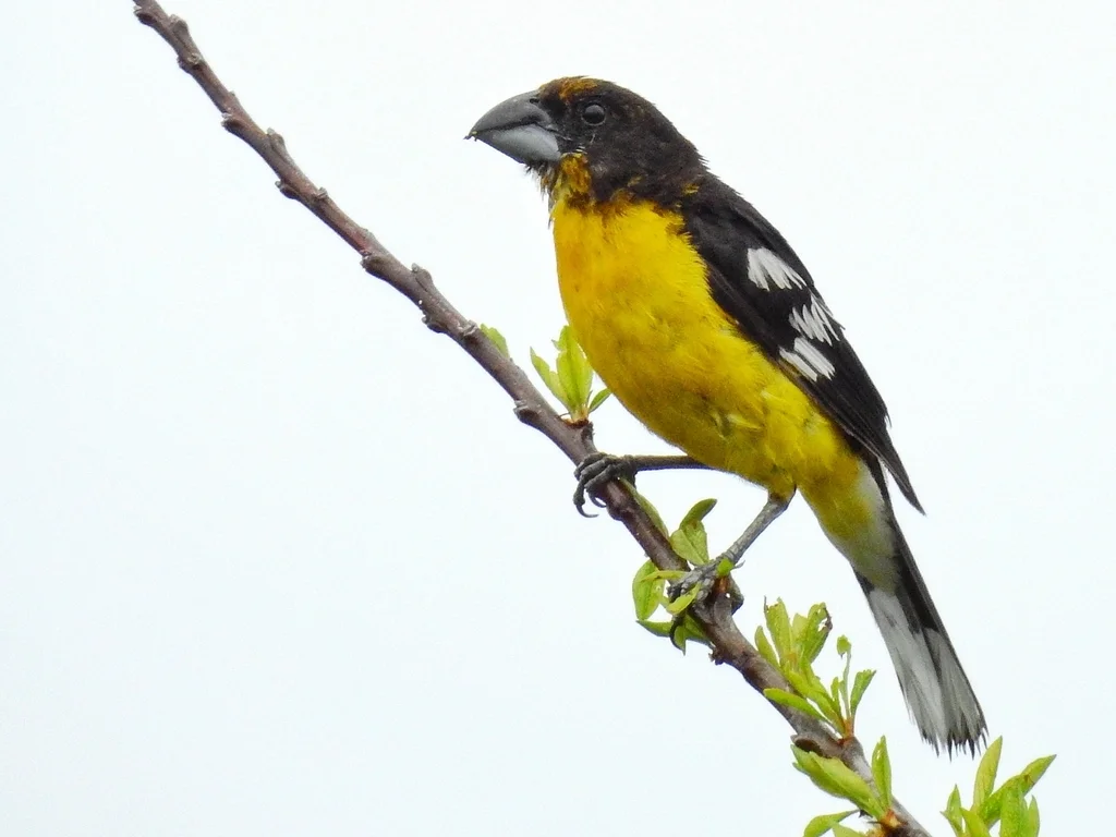 黑背斑翅雀(Pheucticus aureoventris)