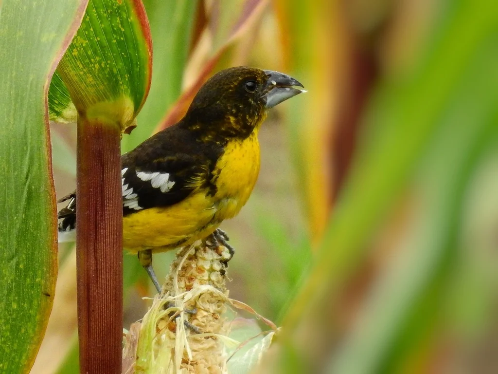 黑背斑翅雀(Pheucticus aureoventris)