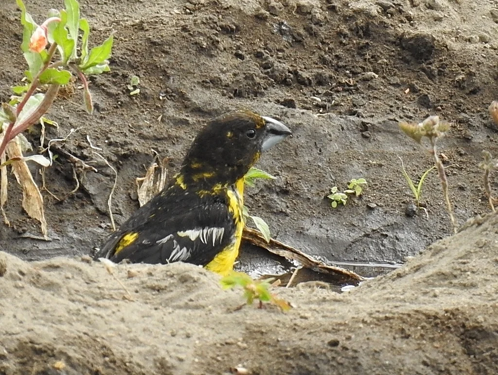 黑背斑翅雀(Pheucticus aureoventris)