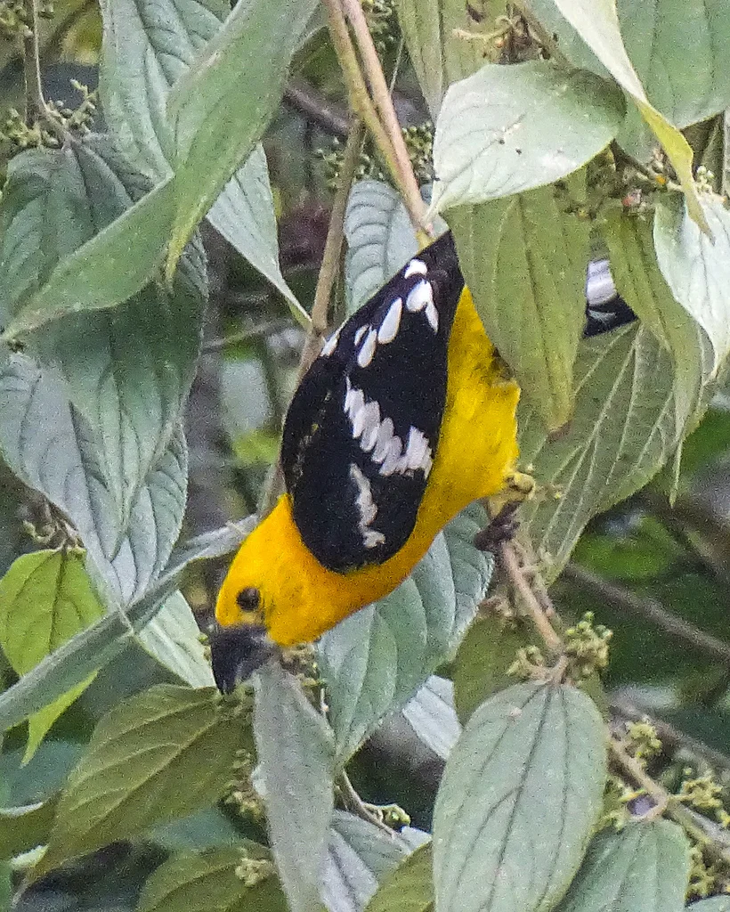 黄腹斑翅雀(Pheucticus chrysogaster)