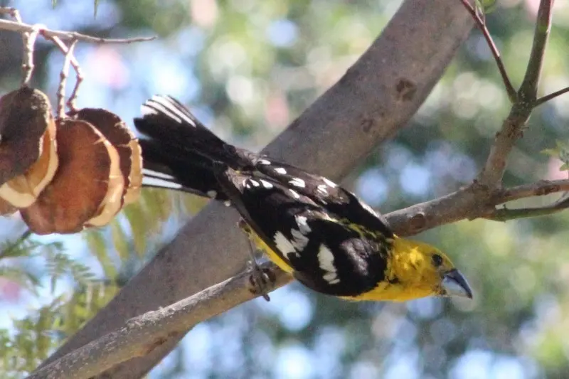 黄腹斑翅雀(Pheucticus chrysogaster)