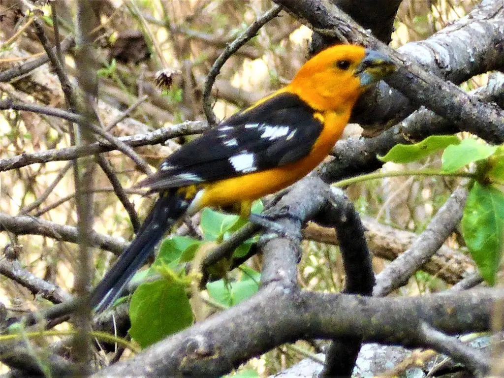 黄色斑翅雀(Pheucticus chrysopeplus)