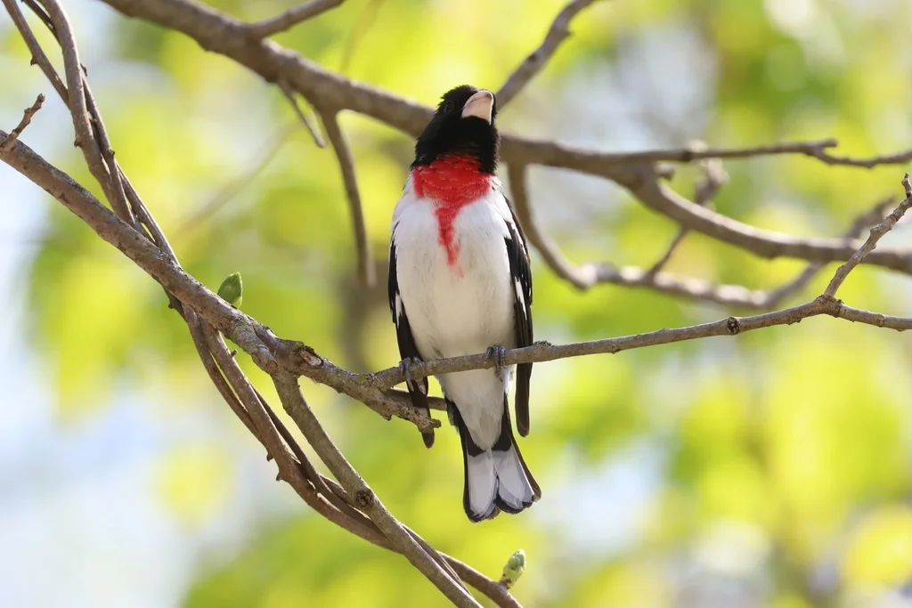 玫胸斑翅雀(Pheucticus ludovicianus)