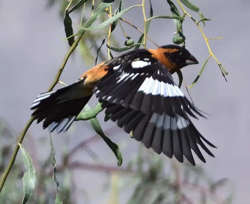 黑头斑翅雀(Pheucticus melanocephalus)