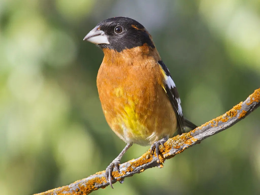 黑头斑翅雀(Pheucticus melanocephalus)