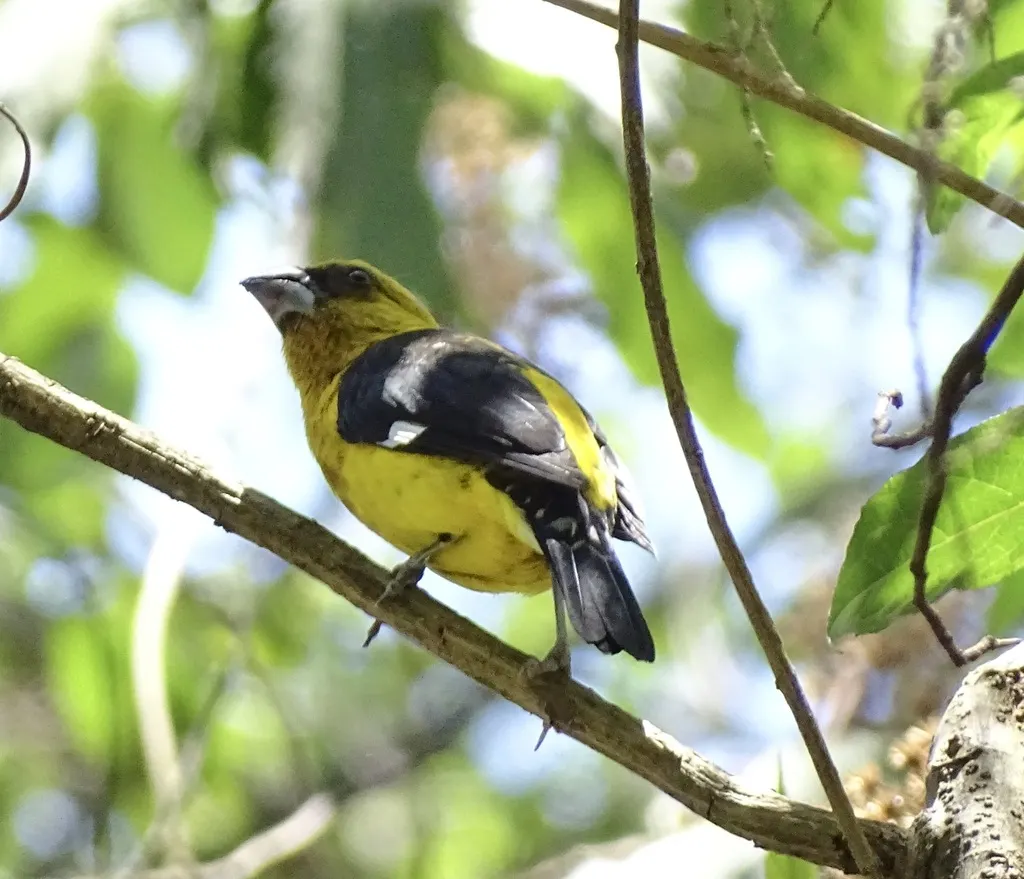 黑腿斑翅雀(Pheucticus tibialis)