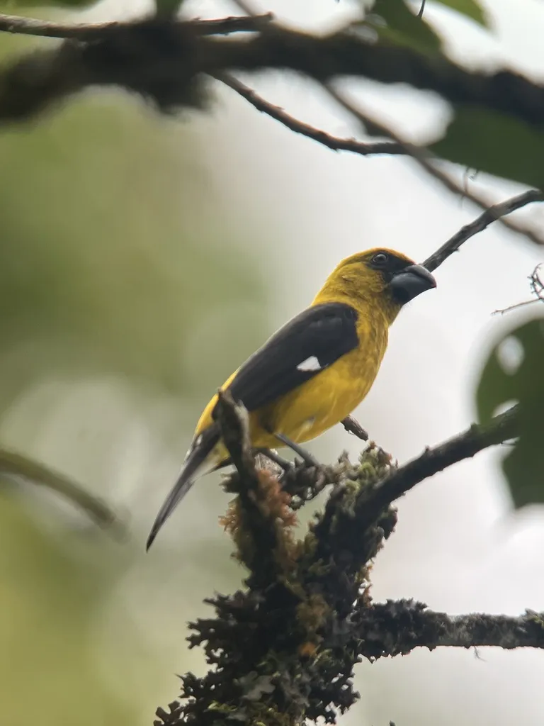黑腿斑翅雀(Pheucticus tibialis)
