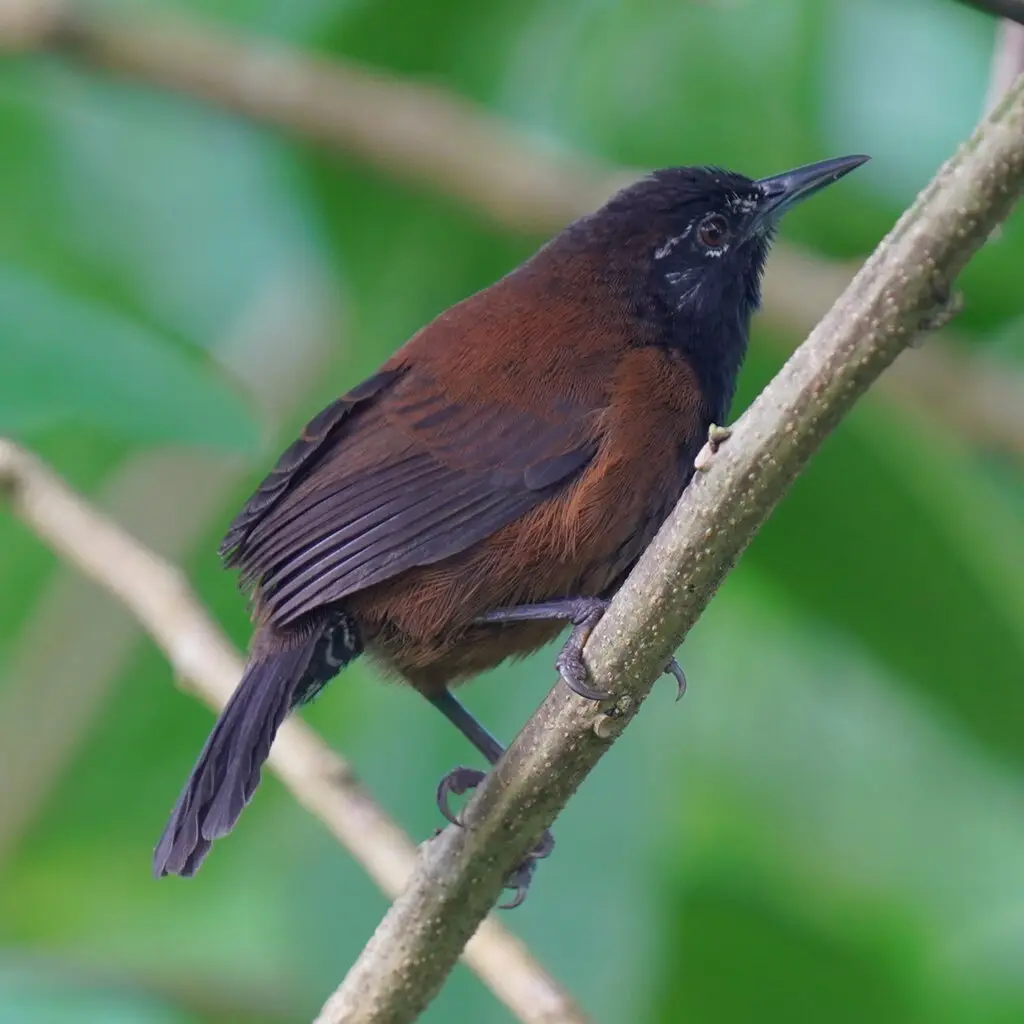 黑喉苇鹪鹩(Pheugopedius atrogularis)