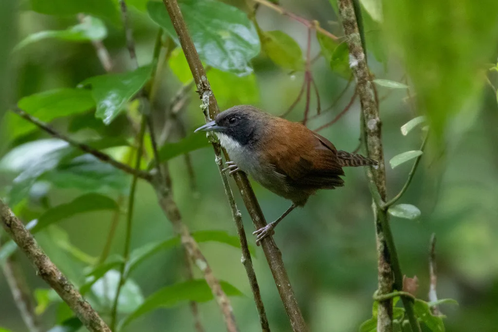 科拉苇鹪鹩(Pheugopedius coraya)