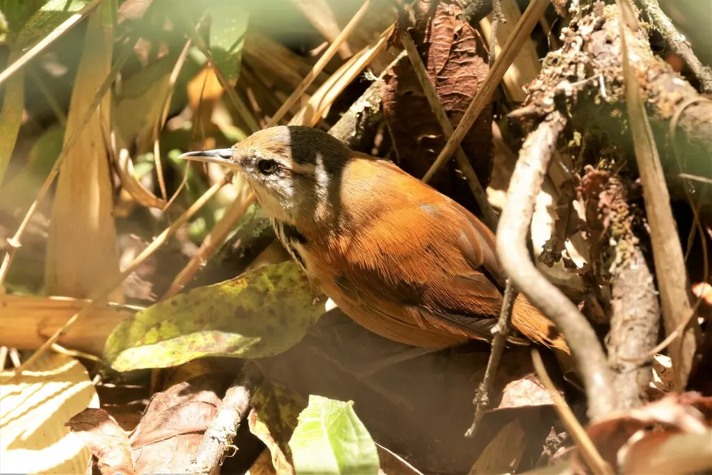 印加苇鹪鹩(Pheugopedius eisenmanni)