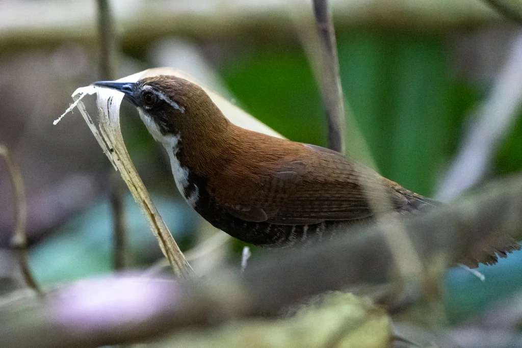 黑腹苇鹪鹩（Pheugopedius fasciatoventris）