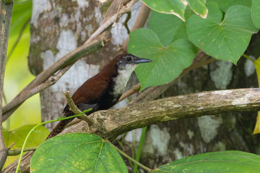 黑腹苇鹪鹩（Pheugopedius fasciatoventris）