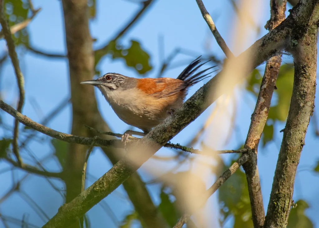 须苇鹪鹩(Pheugopedius genibarbis)