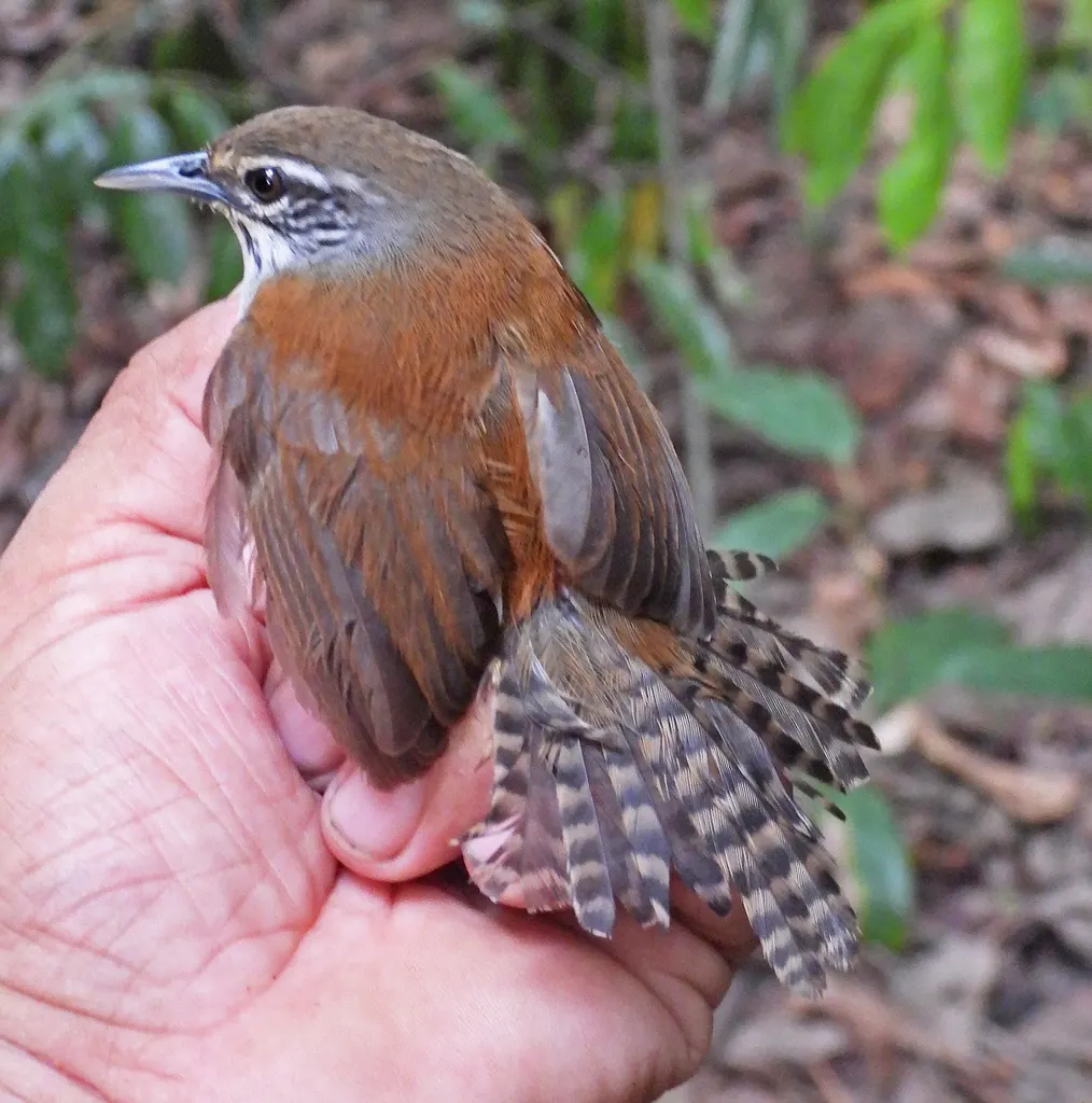 须苇鹪鹩(Pheugopedius genibarbis)