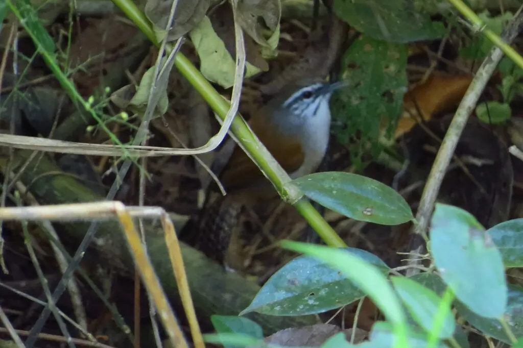 须苇鹪鹩(Pheugopedius genibarbis)