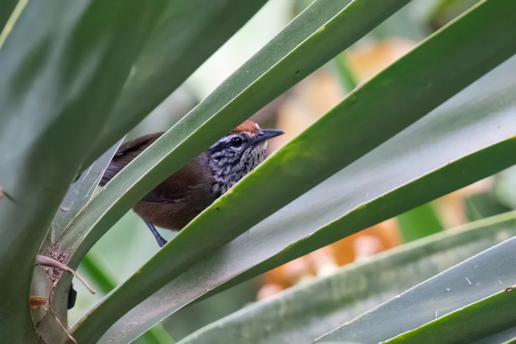 斑胸苇鹪鹩(Pheugopedius maculipectus)