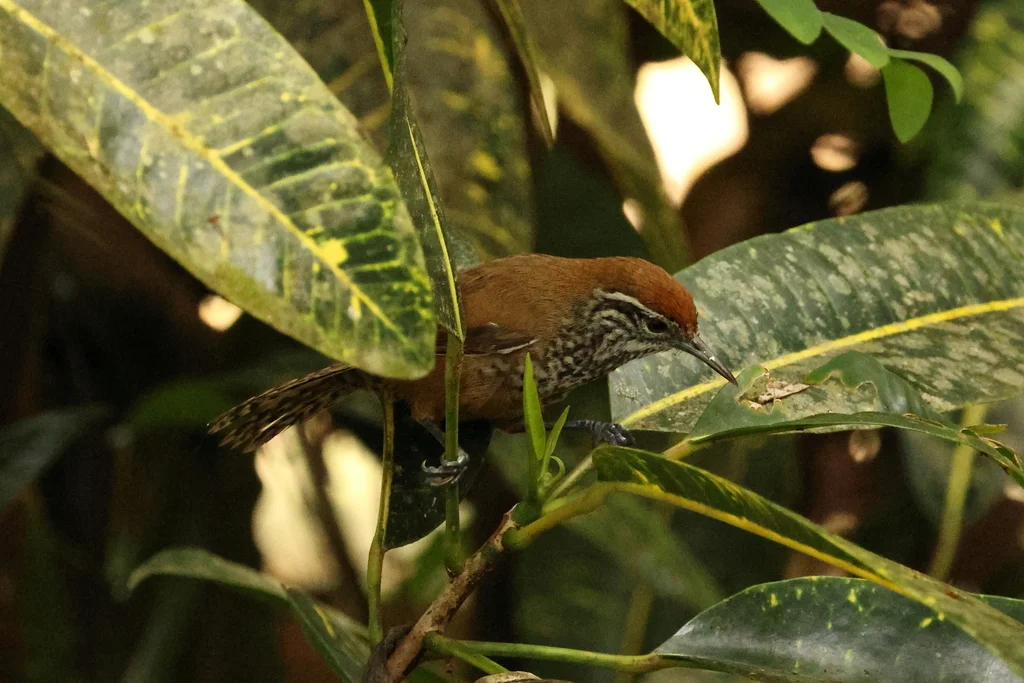 斑胸苇鹪鹩(Pheugopedius maculipectus)