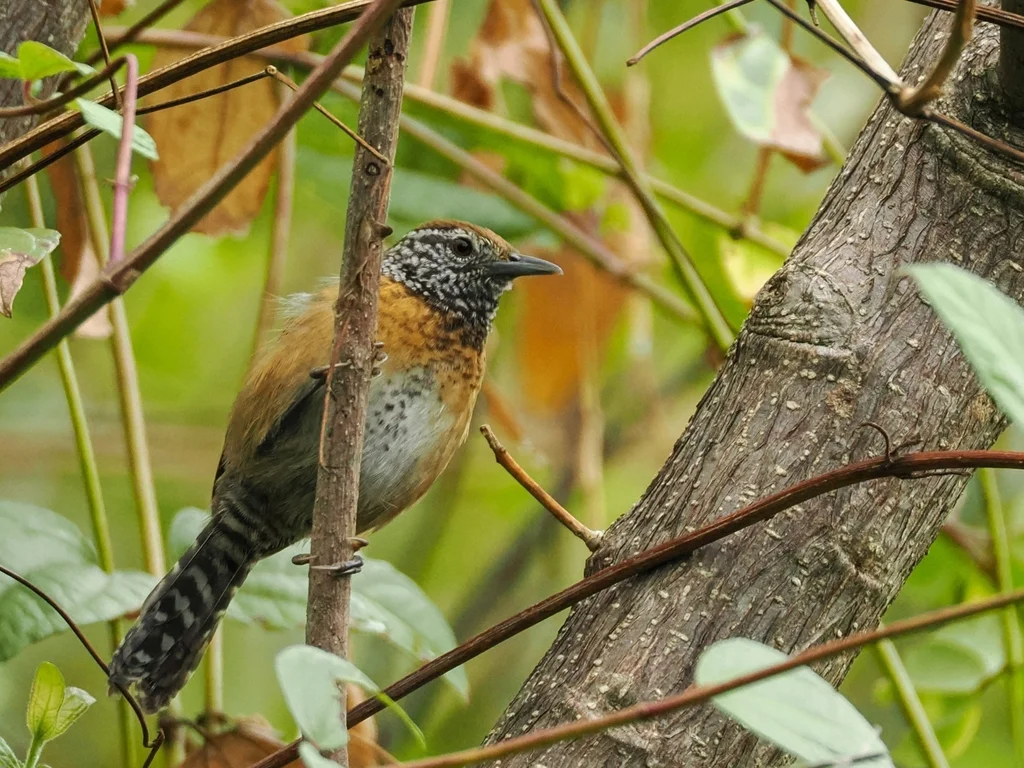 棕胸苇鹪鹩(Pheugopedius rutilus)
