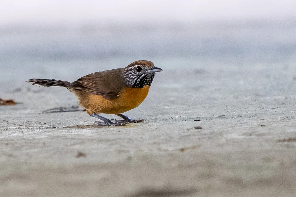 棕胸苇鹪鹩(Pheugopedius rutilus)