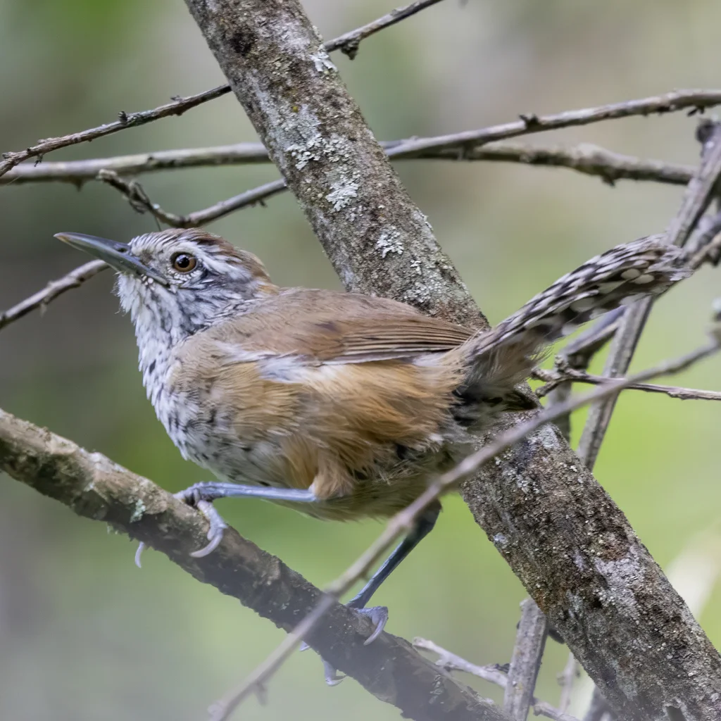 鳞胸苇鹪鹩(Pheugopedius sclateri)